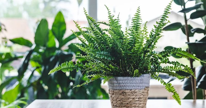 Autumn Ferns In Woven Baskets