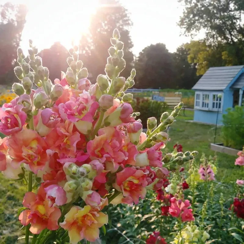 Snapdragons: Nature's Puppet Show