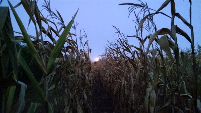Phantom Acres' Midnight Corn Maze