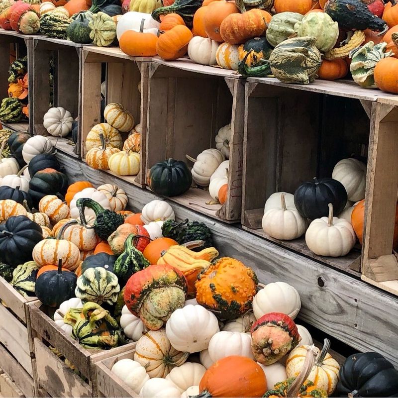 Nelson's Apple Farm in Webster
