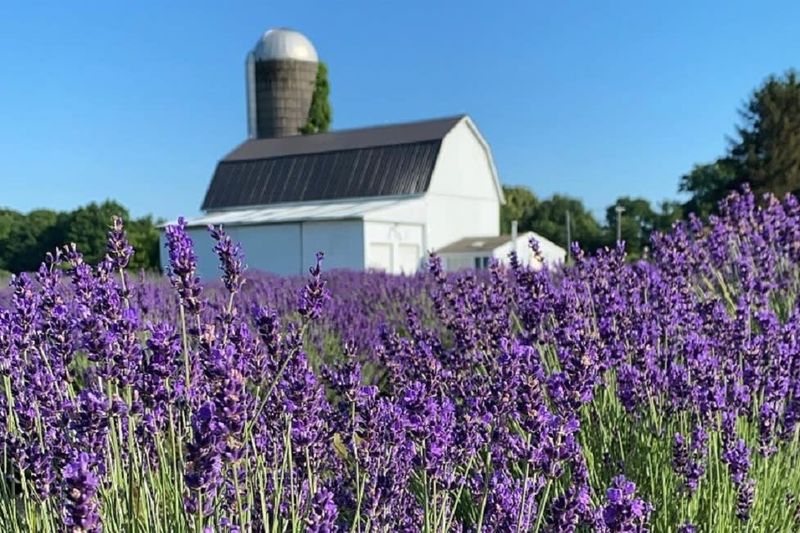 7 Hudson Valley Farmhouses With That Local-Approved Charm - Decor Hint New Paltz Lavender Farm Dreamhouse