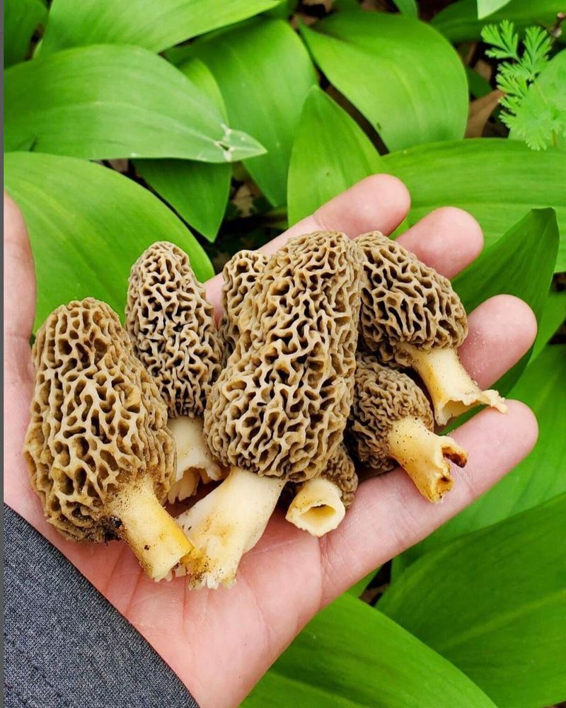 The Annual Makanda Mushroom Festival