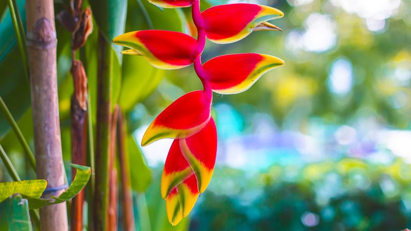 Heliconia