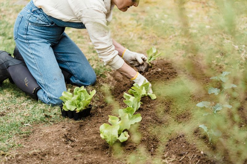 Front Yard Vegetable Gardens