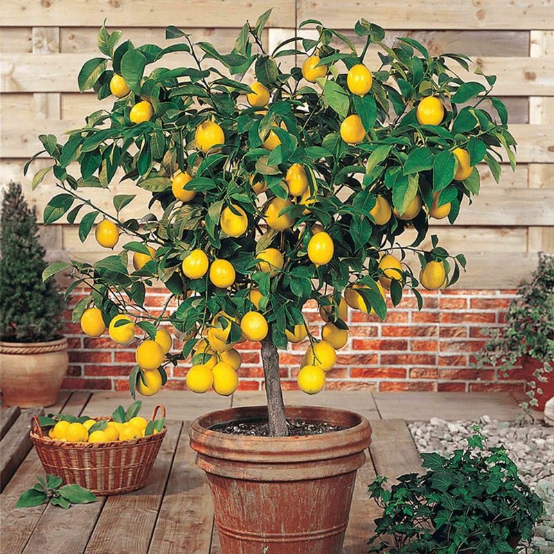 Compact Citrus Trees