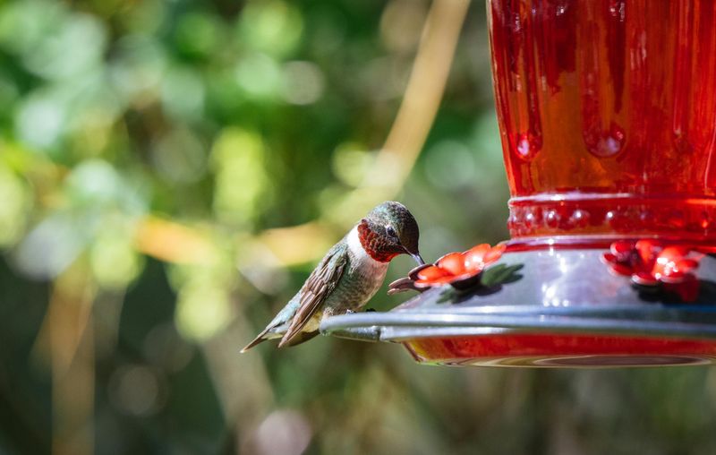 6 Smart Upcycling Tips That Could Give Your Backyard A Fresh Look - Decor Hint Make a Bird Feeder From an Old Teapot