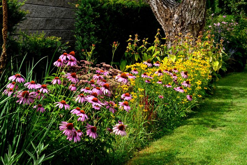 Native Plant Window Box
