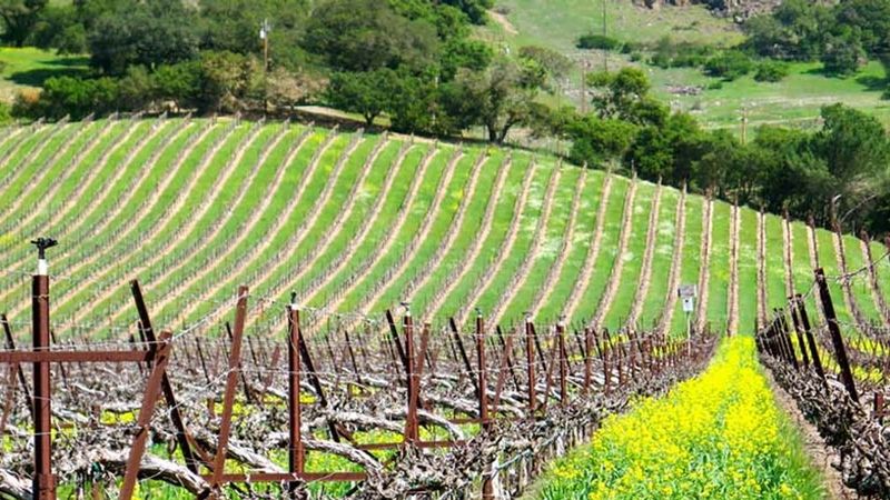 Sterling Vineyards: Aerial Tram Adventure