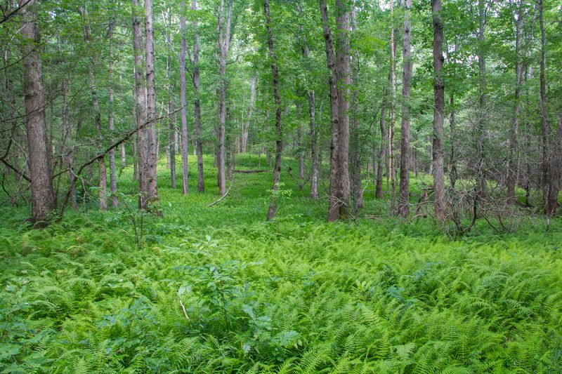 Pisgah Homestead Trails