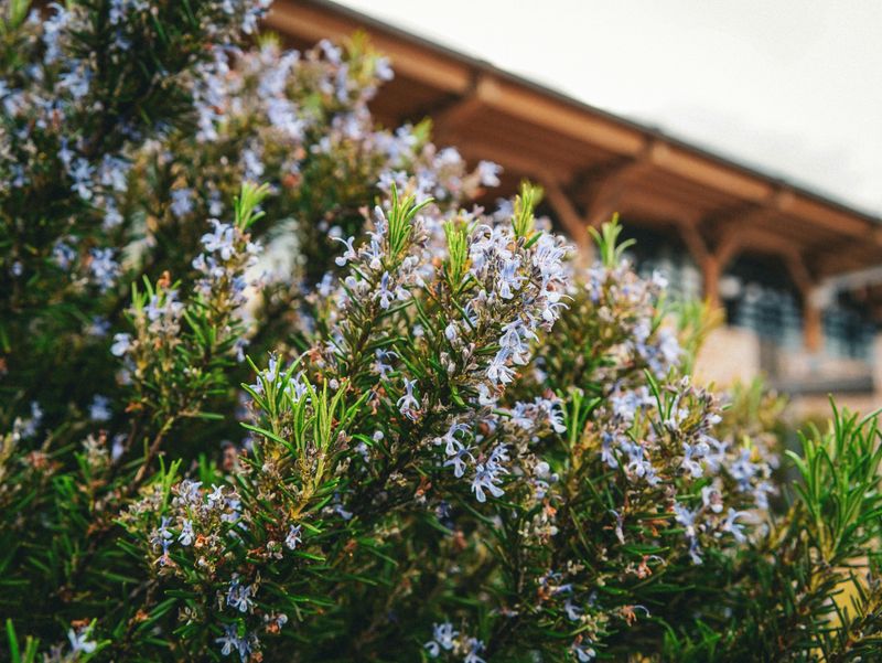 Edible Landscaping Elements