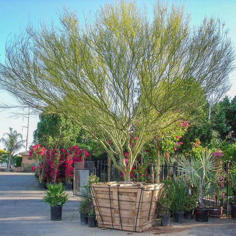 11 Arizona Patio Shade Ideas That Beat The Heat Fast - Decor Hint Lush Container Gardens