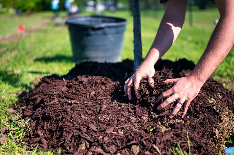 Over-Mulched Tree Rings