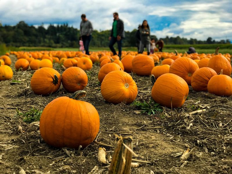 Afton Apple Orchard in Hastings