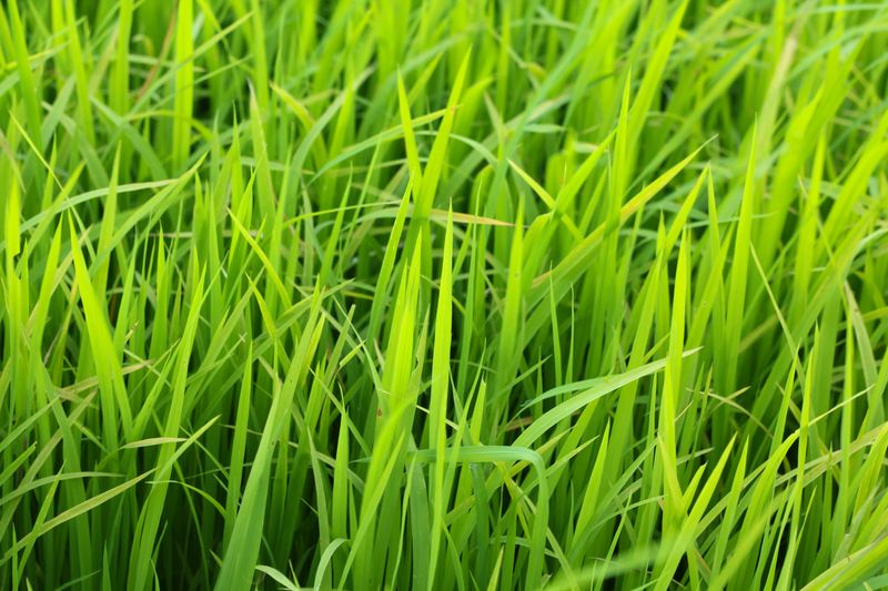 Feed Your Lawn Seasonally