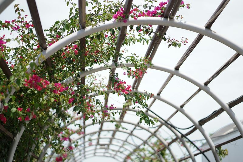 Trellises with Climbing Plants Form Living Walls