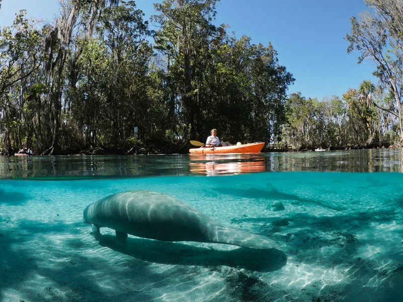 Three Sisters Springs: Winter Manatee Sanctuary