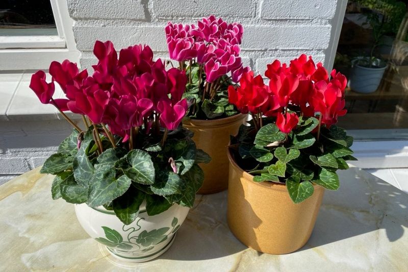 Potted Cyclamen With Warm Tones