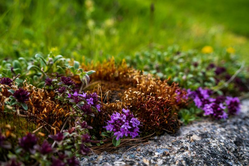 Low-Maintenance Ground Covers