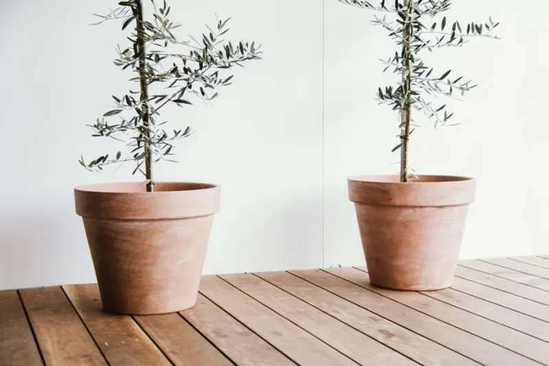 Olive Trees In Terracotta Pots