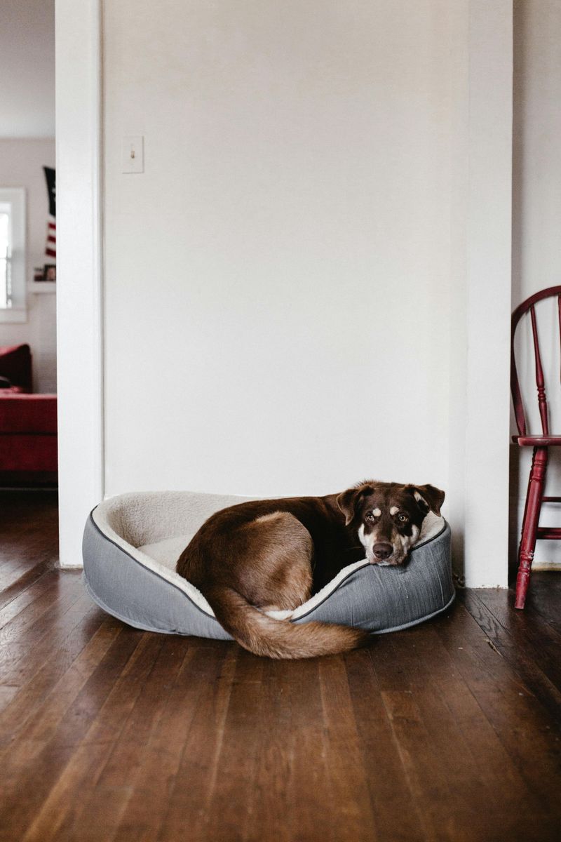 Scratched Pet Beds Or Chewed-Up Pet Accessories