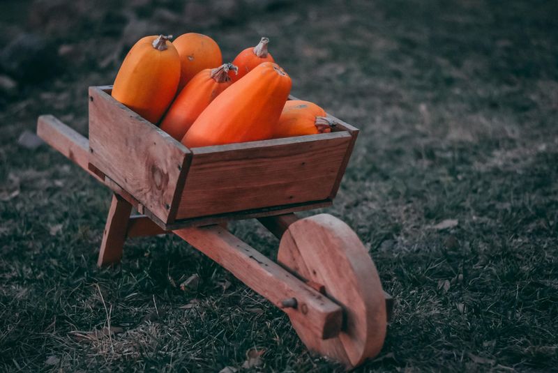 Vintage Wheelbarrow With Fall Produce
