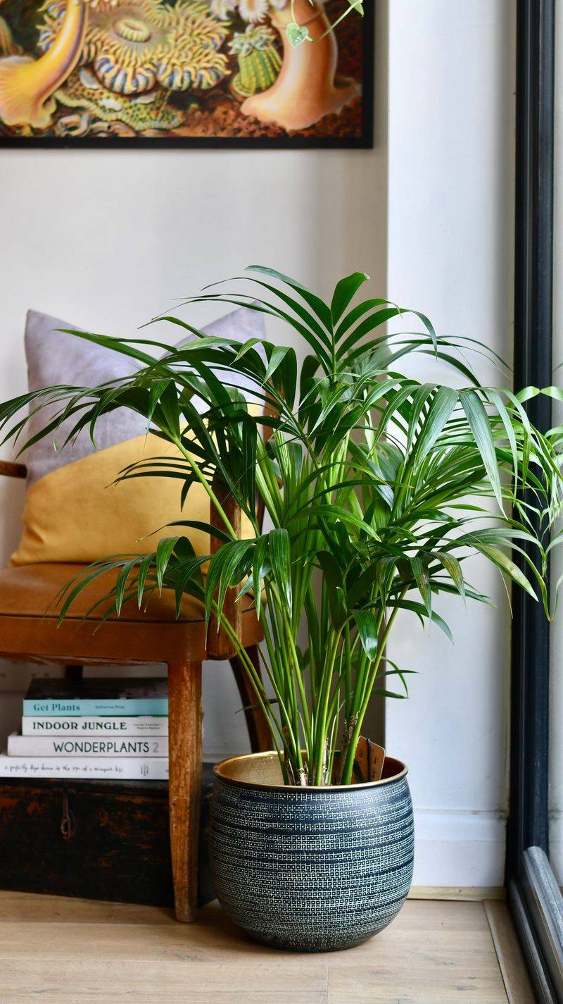 Kentia Palm