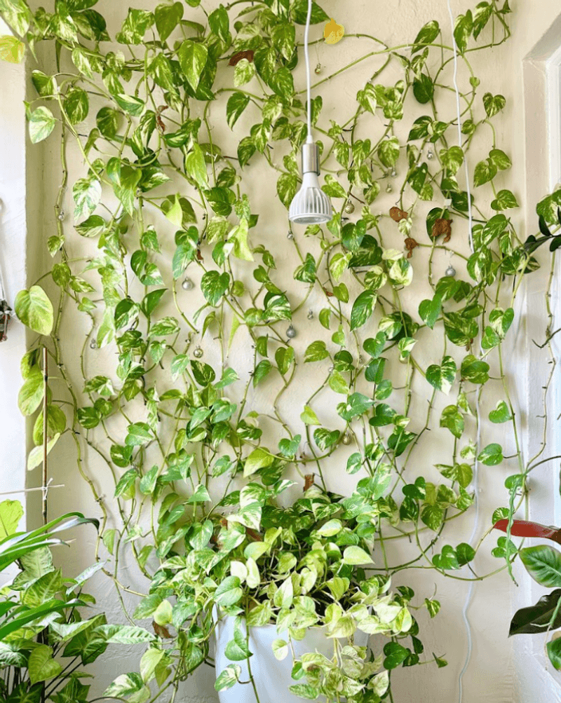 Pothos: Cascading Green Curtains