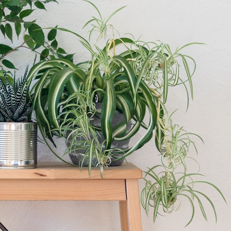 Spider Plant (Chlorophytum comosum)