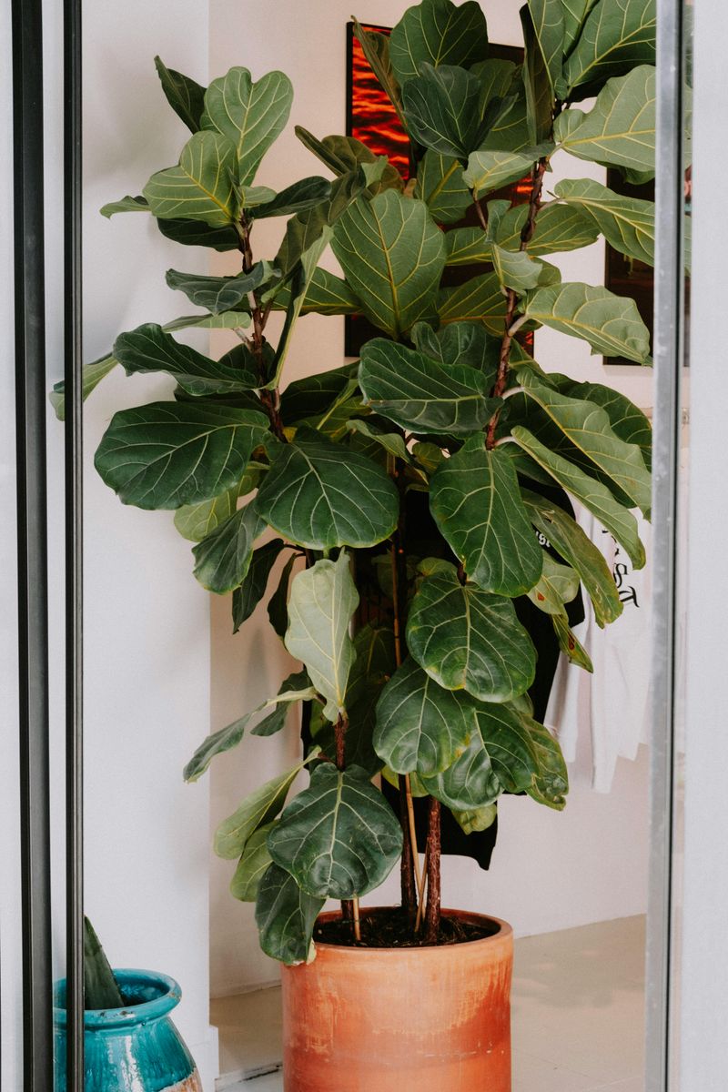 7 Houseplants To Avoid In Your Entryway - Decor Hint Fiddle Leaf Fiasco