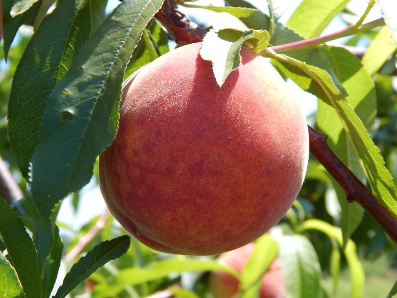20 Favorite Foods You're Ruining By Storing In The Fridge, Michigan Style - Decor Hint Michigan-Grown Peaches