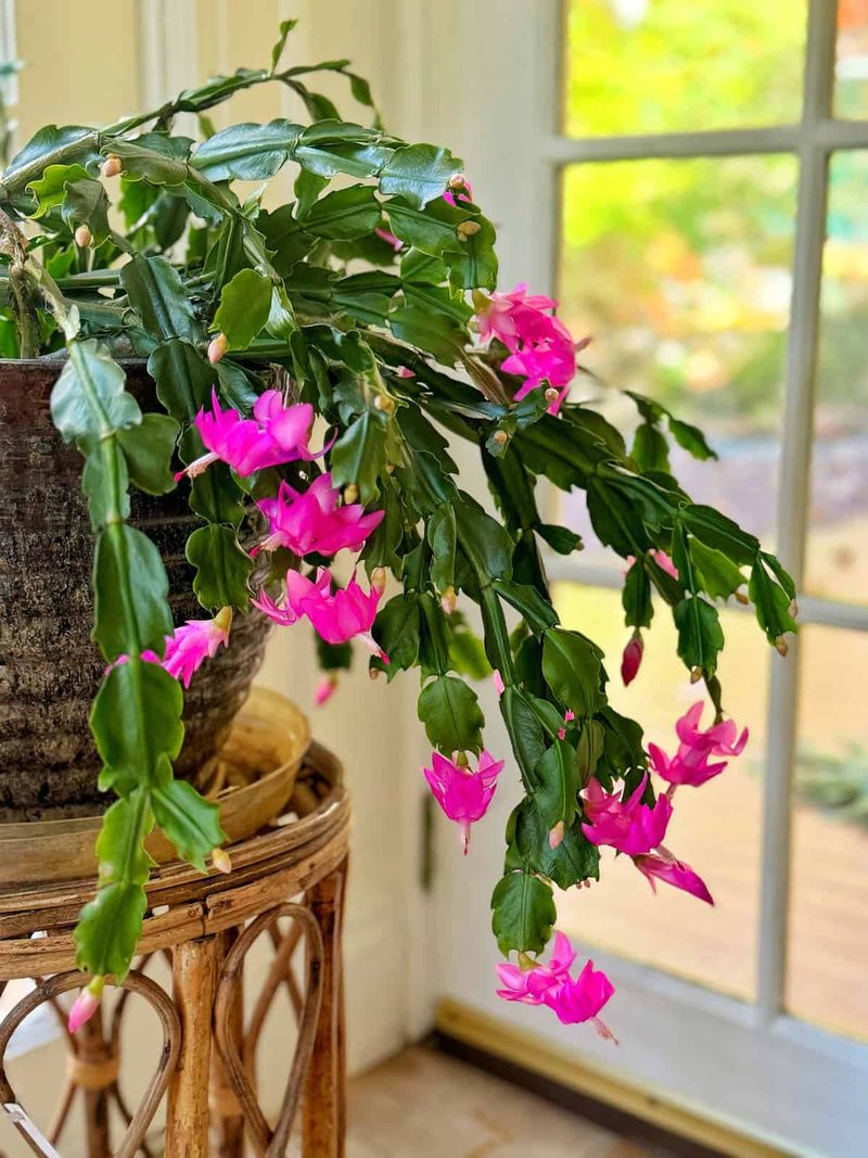 Christmas Cactus: Holiday Tradition