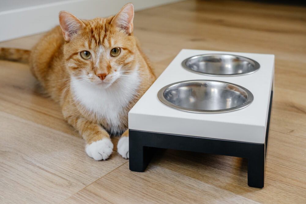 Create A Pet Feeding Station