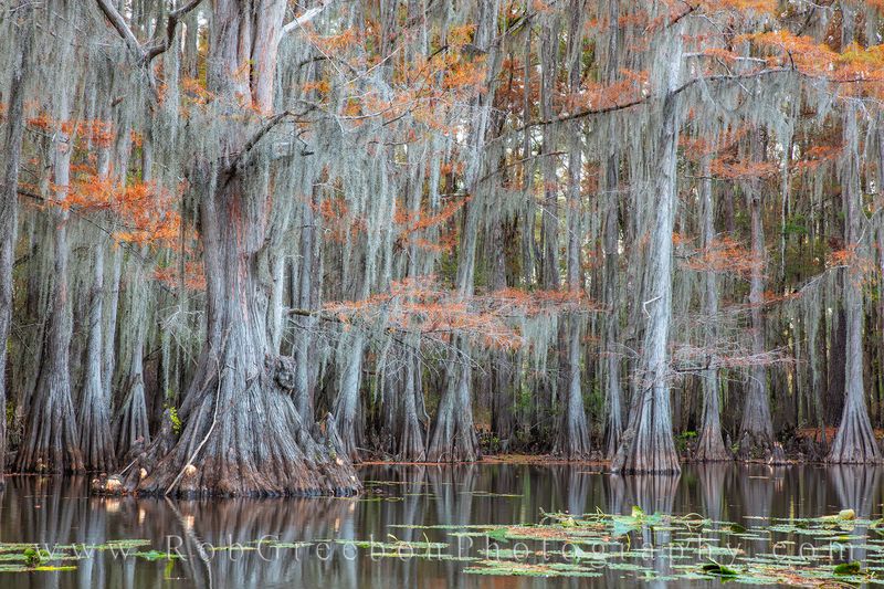 10 Hidden Lakes In Louisiana That Locals Guard Like Gold - Decor Hint Caddo Lake