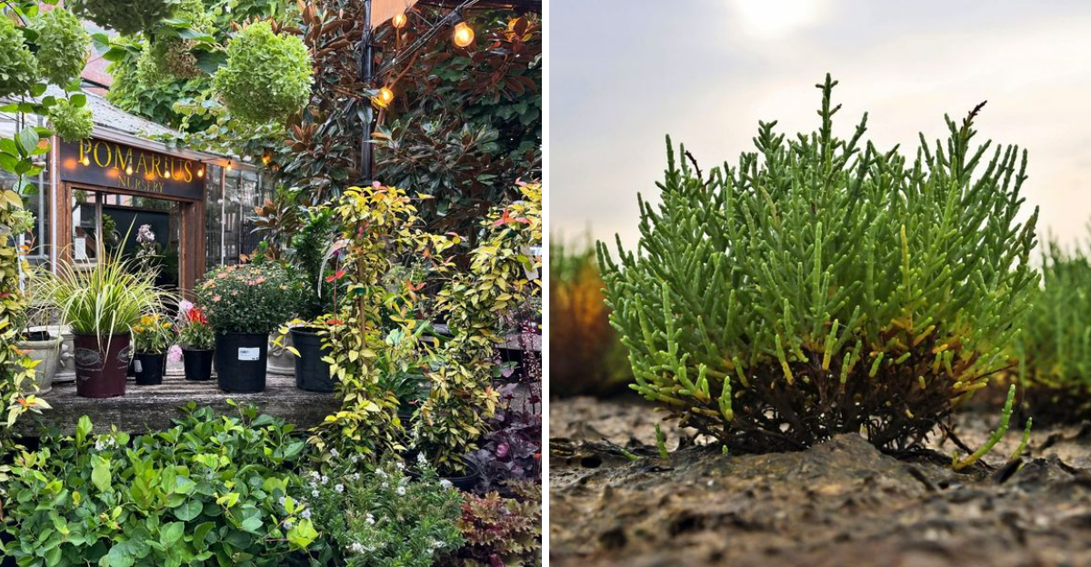 10 Oregon Spots To Find Rare Plants For Your Home - Decor Hint