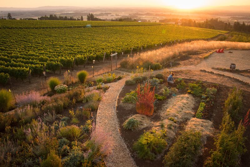 10 Oregon Wineries Where Harvest Season Means Fun For Everyone - Decor Hint Brooks Winery