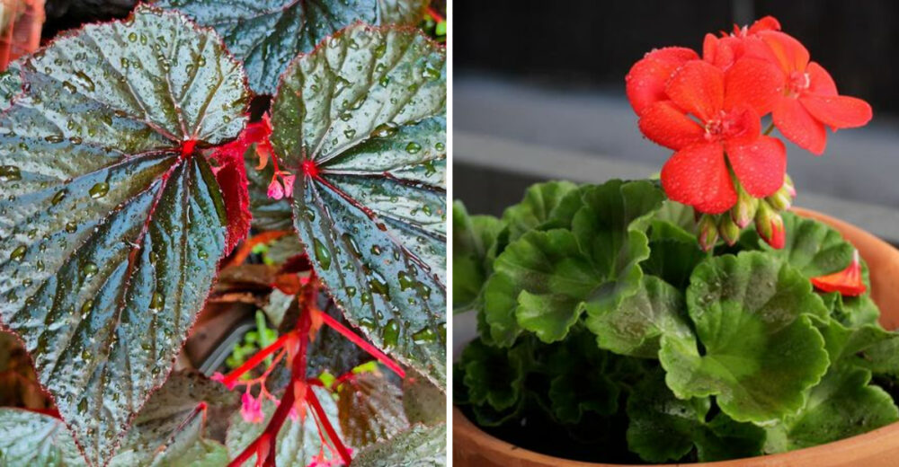 10 Plants In Colorado Worth Bringing Indoors For Winter - Decor Hint