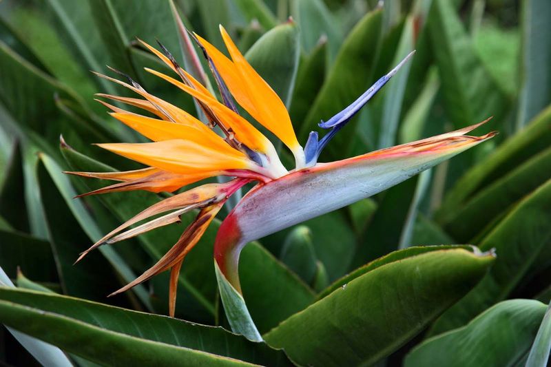 12 Flowers That Thrive In California And Make Your Yard Look Expensive - Decor Hint Bird of Paradise