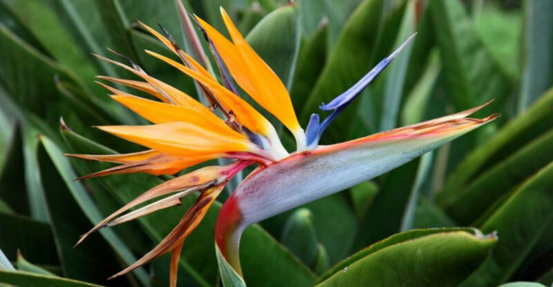 12 Flowers That Thrive In California And Make Your Yard Look Expensive