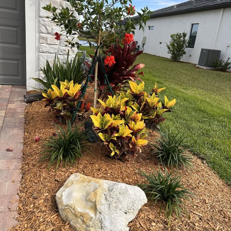 12 Flowers That Thrive In Florida And Make Your Yard Look Expensive - Decor Hint Hibiscus