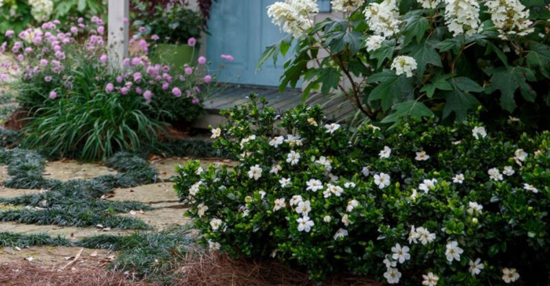 12 Flowers That Thrive In Florida And Make Your Yard Look Expensive