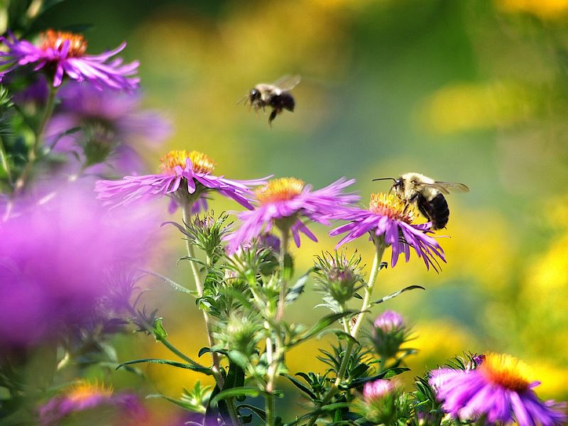 12 Garden Design Trends Shaping 2026 In New York - Decor Hint Native And Pollinator Friendly Planting