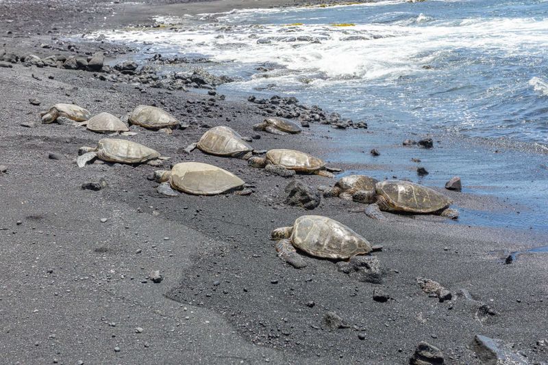 Punalu'u Black Sand Beach