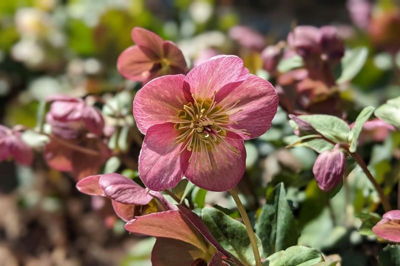 Hellebore