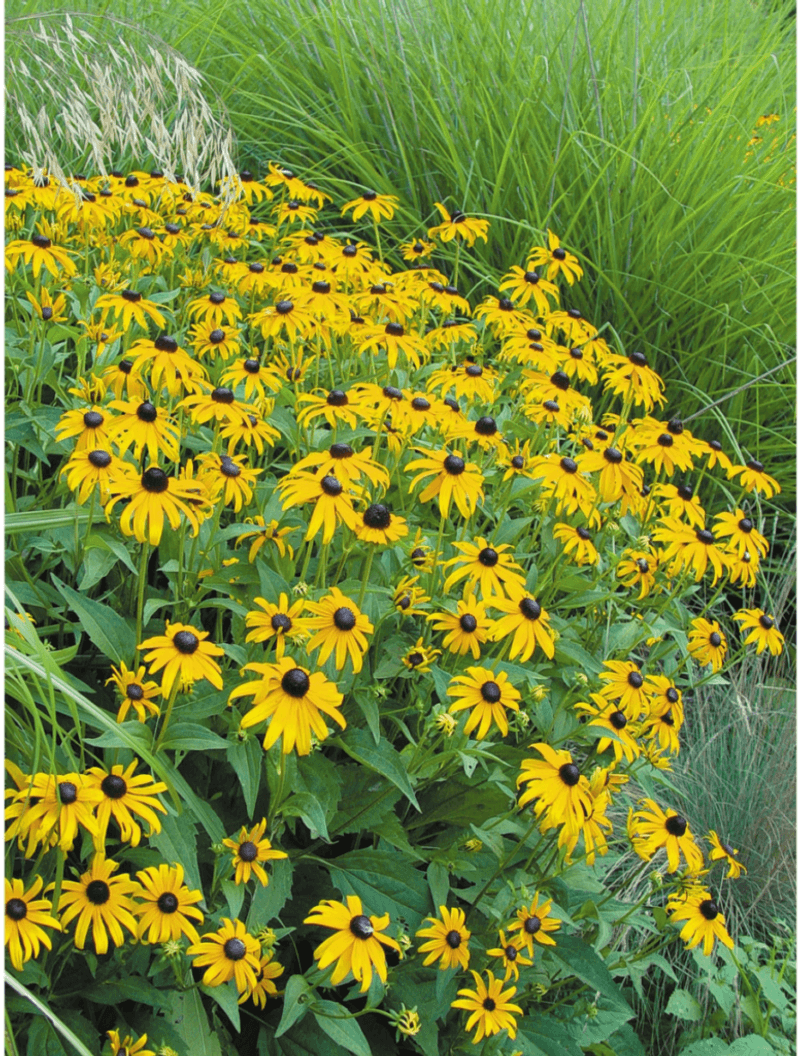 13 Flowers That Bloom Beautifully In Georgia And Instantly Upgrade Your Yard - Decor Hint Black-Eyed Susan
