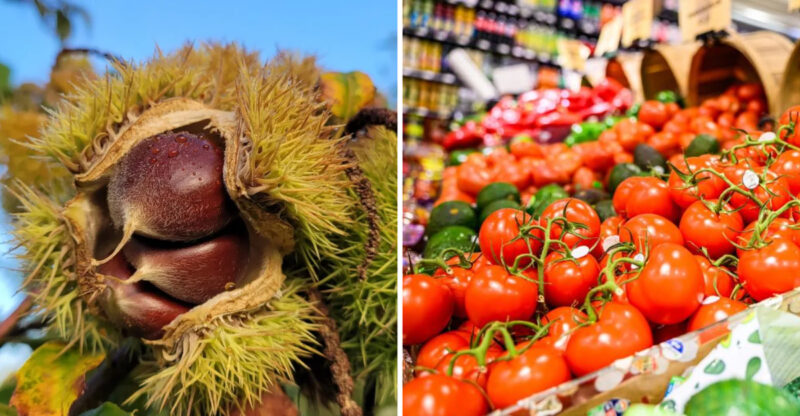 13 New York Grocery Stores Known For Fresh Chestnuts And Harvest Treats - Decor Hint 13 New York Grocery Stores Known For Fresh Chestnuts And Harvest Treats