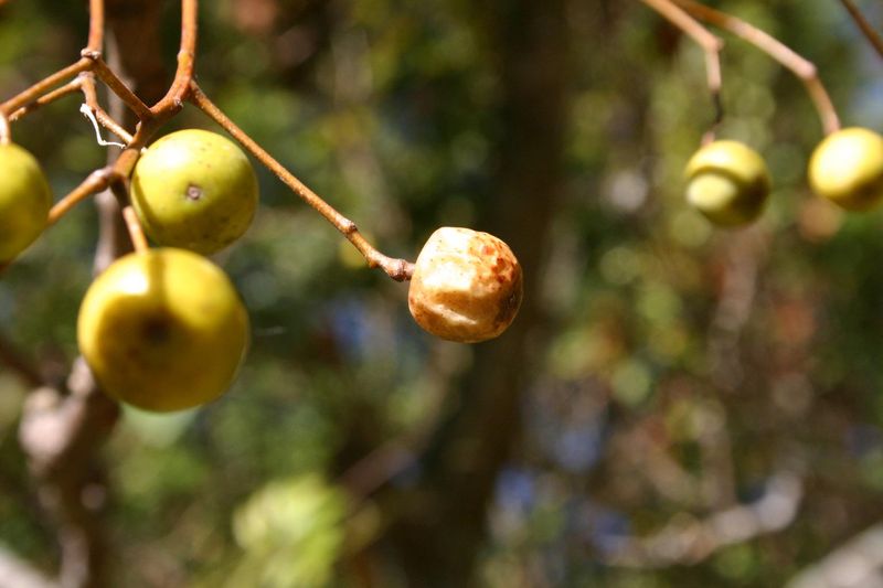 13 Plants In Texas You Should Never Plant - Decor Hint Chinaberry Tree