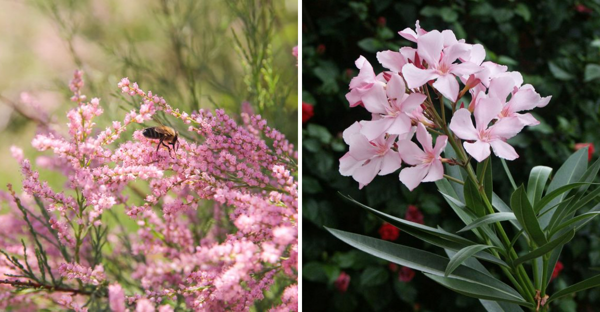 13 Plants In Texas You Should Never Plant - Decor Hint 13 Plants In Texas You Should Never Plant - Decor Hint