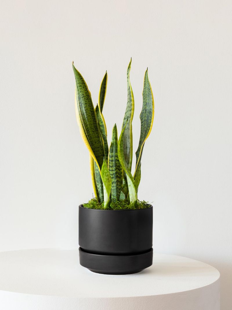 Snake Plant