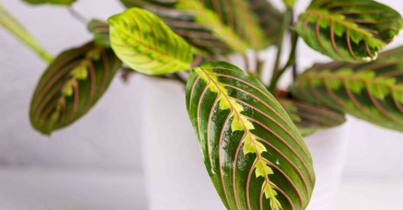 14 California Plants That Thrive Even Without Windows