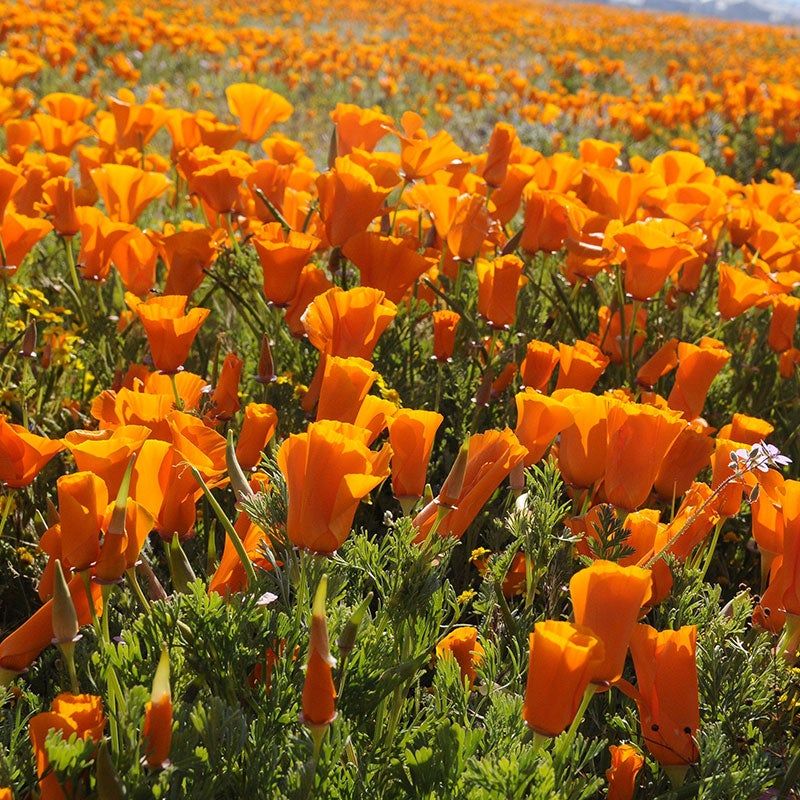 15 Plants In California That Belong In Every Garden - Decor Hint California Poppy